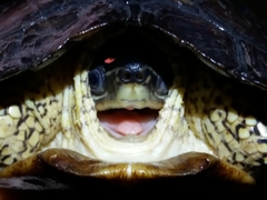 Rhinoclemmys punctularia