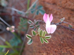 Indigofera cerasiflora