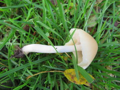 Psathyrella