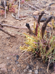 Lannea edulis edulis