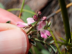 Indigofera cerasiflora