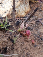 Lannea edulis edulis