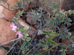 Indigofera cerasiflora
