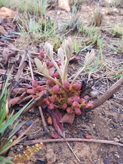 Lannea edulis edulis