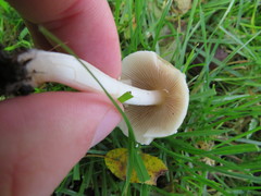 Psathyrella