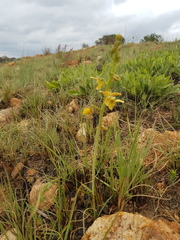 Eulophia tuberculata