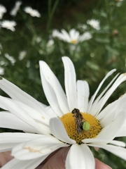 Araniella opisthographa