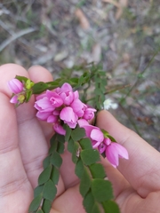 Boronia serrulata