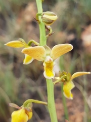 Eulophia tuberculata