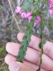 Boronia serrulata