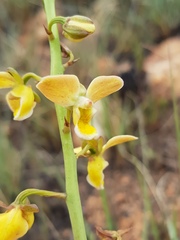 Eulophia tuberculata