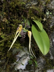 Bulbophyllum macraei