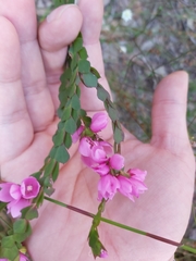 Boronia serrulata