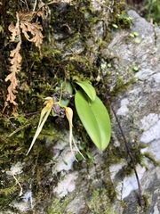 Bulbophyllum macraei