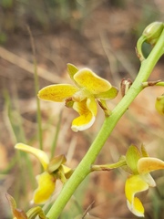 Eulophia tuberculata