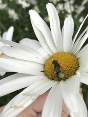 Araniella opisthographa