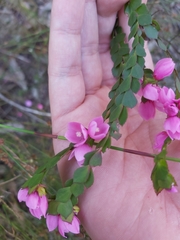 Boronia serrulata