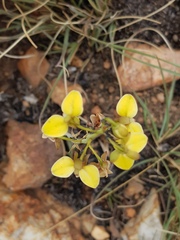 Eulophia tuberculata
