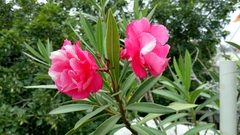 Nerium oleander