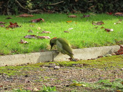 Picus viridis