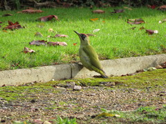 Picus viridis