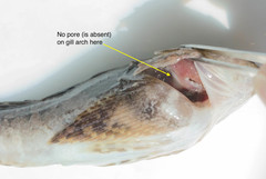 Myoxocephalus aenaeus