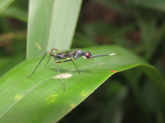 Hybobata fuelleborni