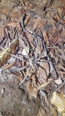 Afroneutria erythrochelis