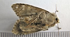 Platypolia anceps