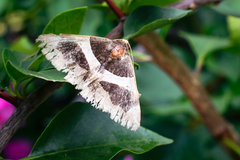 Bastilla fulvotaenia