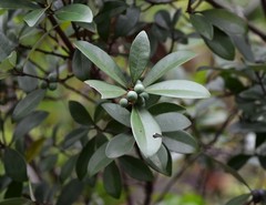 Ternstroemia