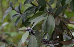 Ternstroemia