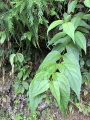 Cyclocodon lancifolius
