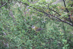 Phrygilus