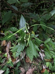 Sohmaea zonata