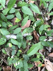 Sohmaea zonata