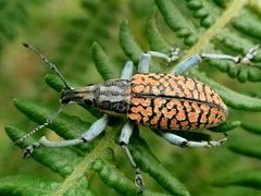 Celebia philippinica