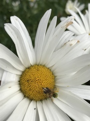 Araniella opisthographa