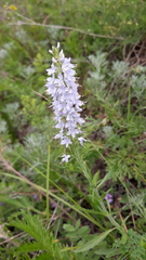 Veronica linariifolia