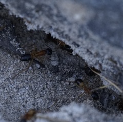 Camponotus consobrinus
