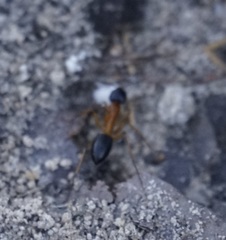 Camponotus consobrinus