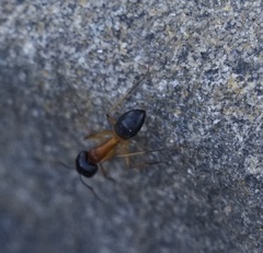 Camponotus consobrinus