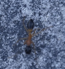 Camponotus consobrinus