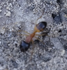 Camponotus consobrinus