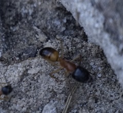 Camponotus consobrinus