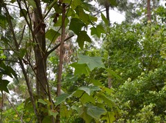 Liquidambar formosana