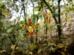 Oncidium hastatum