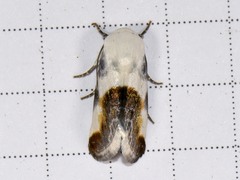 Acontia cretata