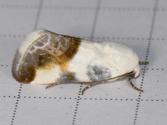 Acontia cretata