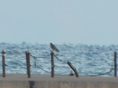 Falco peregrinus tundrius